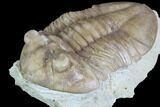 Asaphus (New Species) Trilobite - Russia #89061-2